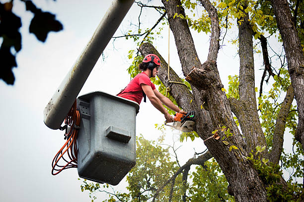 Trusted Lake Forest Park, WA Tree Removal and Landscaping Services Experts